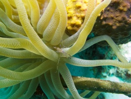 Spotted Cleaner Shrimp IMG 7300